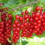 Красная смородина сорт Натали: описание растения, отзывы и фото